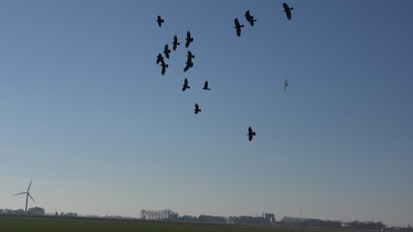  * 로봇매가 새떼를 쫓고 있는 모습