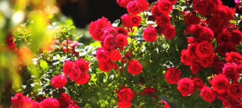 * 불가리스는 토양이 비옥해 낙농업이 유명하고, '발칸의 붉은 장미'로도 불린다.