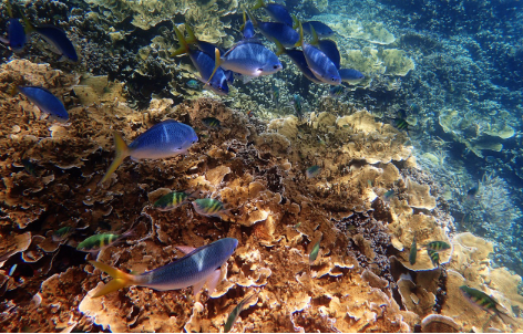 * 그레이트 베리어 리프. 사진=픽사베이