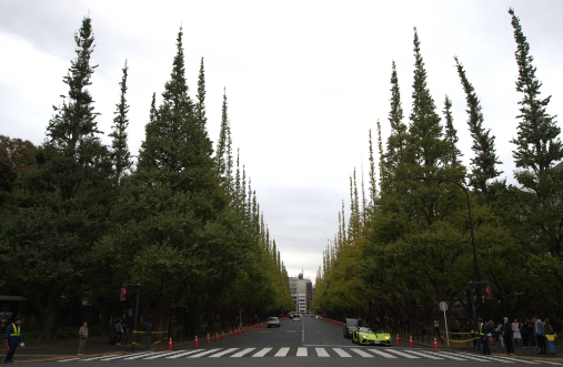  * 11월 12일 도쿄의 은행나무는 여전히 푸르다. 사진=재팬타임스 via 크리스 러셀