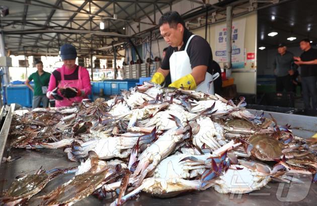 태안군의 대표 꽃게 산지인 안면읍 백사장항에서는 금어기 해제일인 21일 0시부터 오전 8시까지 어선 30척이 바다로 나가 총 7톤 가량의 꽃게를 싣고 위판장으로 돌아오며 본격적인 꽃게잡이의 시작을 알렸다. (태안군 제공. 재판매 및 DB금지)2025.8.21/뉴스1 ⓒ News1 이동원 기자